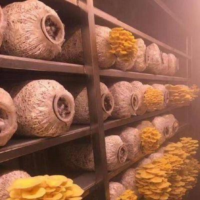 Vervoerscontainer kas voor het kweken van paddenstoelen in slim ontwerp JX-CG-0001