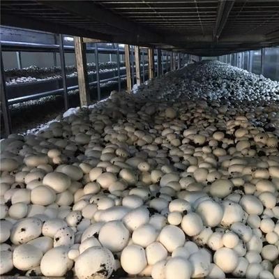 Vervoerscontainer kas voor het kweken van paddenstoelen in slim ontwerp JX-CG-0001