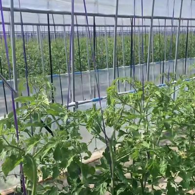 Multi-span film kas voor het planten van gras Optimaal dekking materiaal en schaduw systeem