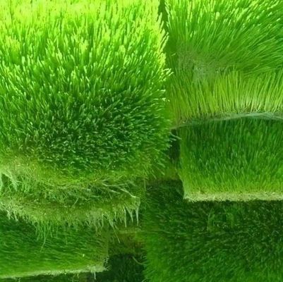 Velefunctioneel voeder in een container voor het verbouwen van bloemen/groenten/zaad in dubbele lagen