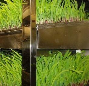 Velefunctioneel voeder in een container voor het verbouwen van bloemen/groenten/zaad in dubbele lagen