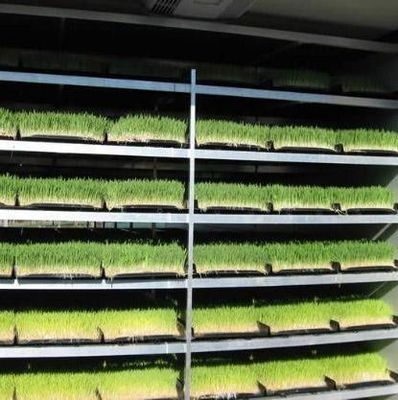 Velefunctioneel voeder in een container voor het verbouwen van bloemen/groenten/zaad in dubbele lagen