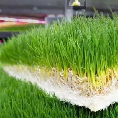 Velefunctioneel voeder in een container voor het verbouwen van bloemen/groenten/zaad in dubbele lagen