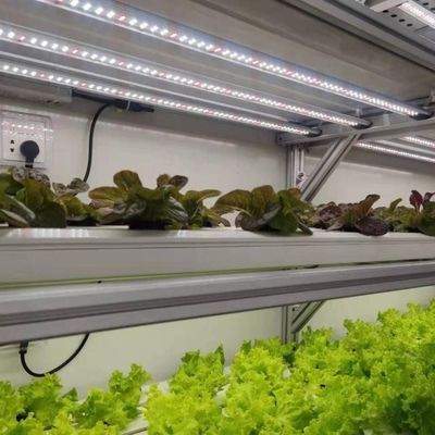 Staalconstructie Verticale landbouwcontainer kas met meervoudig hydroponisch systeem