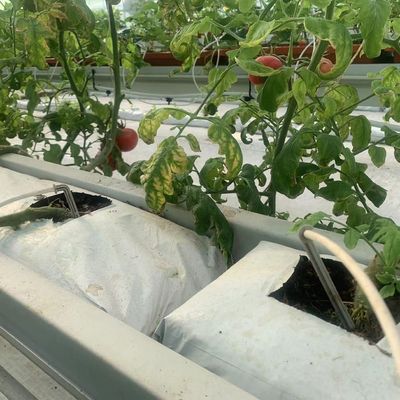Verticale landbouwcontainer met een hoge breedte met substraatcultuurstelsel