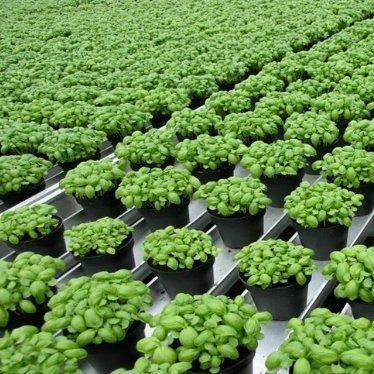 Verticale landbouwcontainer met een hoge breedte met substraatcultuurstelsel