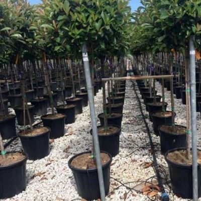 Verticale landbouwcontainer met een hoge breedte met substraatcultuurstelsel