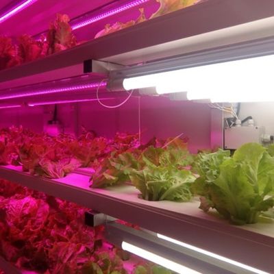 Multi-Span Landbouwgreenhouses 40ft Container Hydroponisch Verticaal Landbouwsysteem