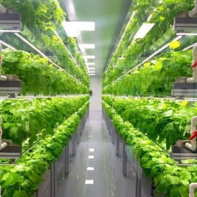 Multi-Span Landbouwgreenhouses 40ft Container Hydroponisch Verticaal Landbouwsysteem