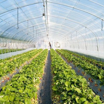 Plastic Greenhouse Department Multi-Span Po/PE Commerciële kas met hydroponics