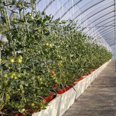 Plastic Greenhouse Department Multi-Span Po/PE Commerciële kas met hydroponics