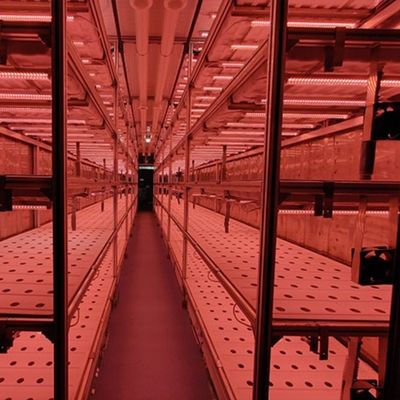Type Intelligente besturing Landbouw Hydroponische containerboerderij op maat