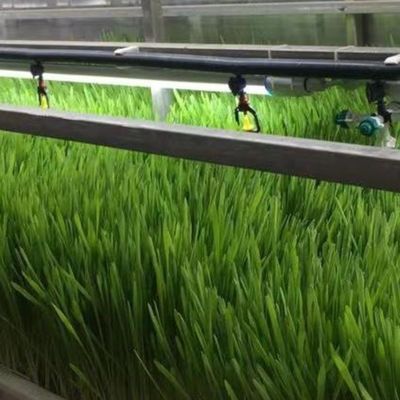 Type Intelligente besturing Landbouw Hydroponische containerboerderij op maat