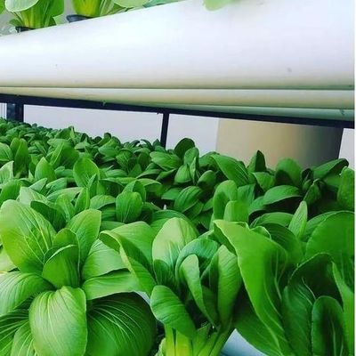 Multi-Span kas met hydroponics en staal structuur De perfecte combinatie