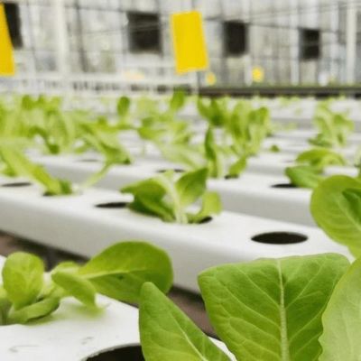 Multi-Span kas met hydroponics en staal structuur De perfecte combinatie
