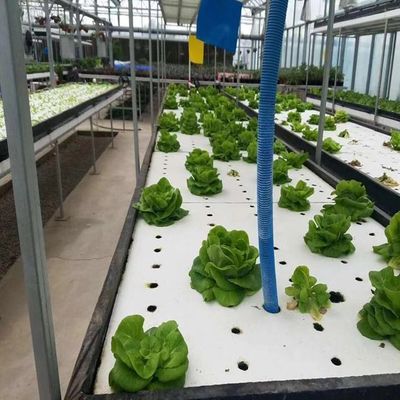 Multi-Span kas met hydroponics en staal structuur De perfecte combinatie