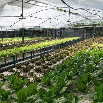 2000.000kg Pakket Bruto Gewicht Commerciële kas voor hydroponie Klimaatgecontroleerd