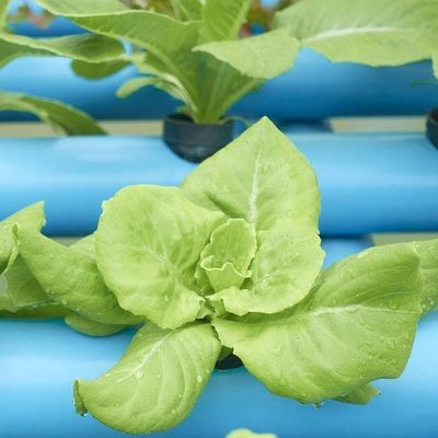 2000.000kg Pakket Bruto Gewicht Commerciële kas voor hydroponie Klimaatgecontroleerd