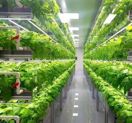 Multi-Span Vochtigheidsbeheersingsfilm Kas voor groenten Optimaliseer groentengroei