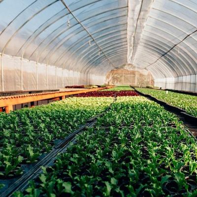 Temporary Heating Hydroponic Film Greenhouse met vochtigheidscontrolesysteem JX-FG-212