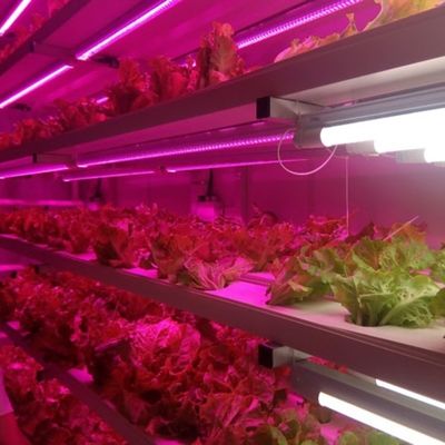 Bespaar ruimte met ons groenhuis viscontainer geavanceerd verticaal hydroponics systeem