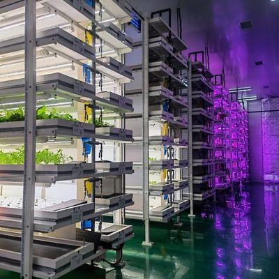 Bespaar ruimte met ons groenhuis viscontainer geavanceerd verticaal hydroponics systeem