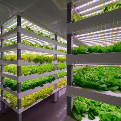 Bespaar ruimte met ons groenhuis viscontainer geavanceerd verticaal hydroponics systeem