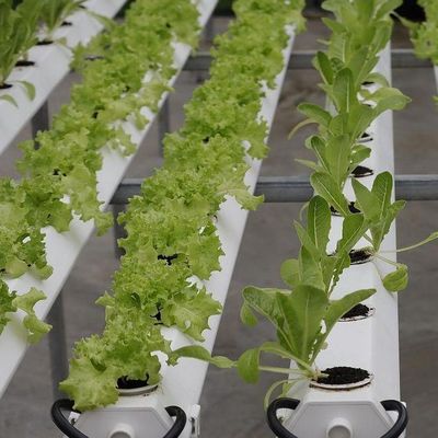 US Currency Controlled Humidity Film Greenhouse voor groenteproductie zonder bodem