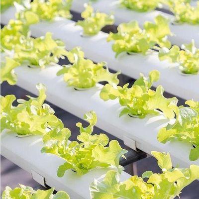 US Currency Controlled Humidity Film Greenhouse voor groenteproductie zonder bodem
