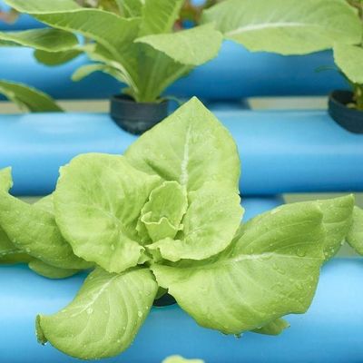 US Currency Controlled Humidity Film Greenhouse voor groenteproductie zonder bodem