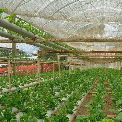 US Currency Controlled Humidity Film Greenhouse voor groenteproductie zonder bodem