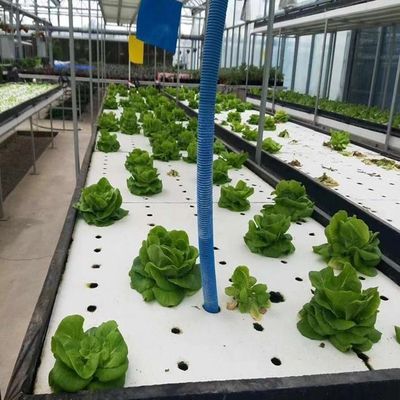 US Currency Controlled Humidity Film Greenhouse voor groenteproductie zonder bodem