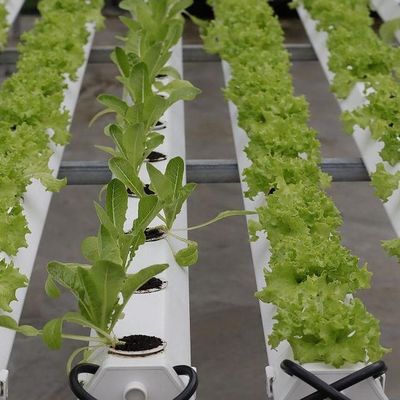 Po/PE-filmbedekte hydroponische kas voor groenten Dubbele laag