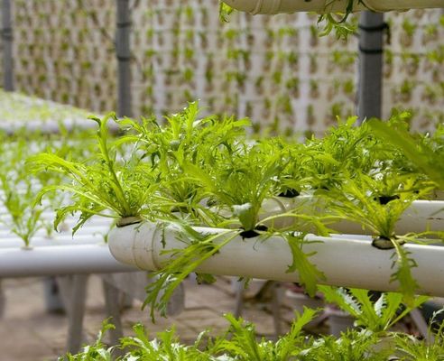Po/PE-filmbedekte hydroponische kas voor groenten Dubbele laag