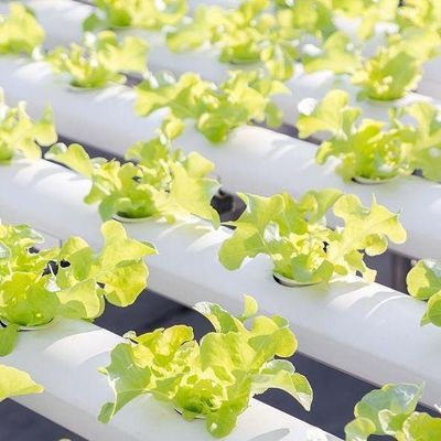 Po/PE-filmbedekte hydroponische kas voor groenten Dubbele laag