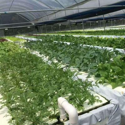 Po/PE-filmbedekte hydroponische kas voor groenten Dubbele laag