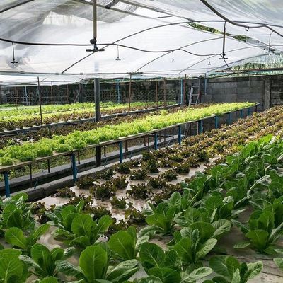 Po/PE-filmbedekte hydroponische kas voor groenten Dubbele laag