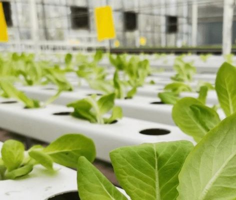 Doppelschiets commercieel filmkastenysteem voor vochtigheidsbeheer in kasten