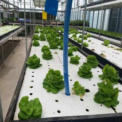 Geschikt voor de teelt van zaadplanten, budgetvriendelijk, met plastic plaat bedekte filmkas
