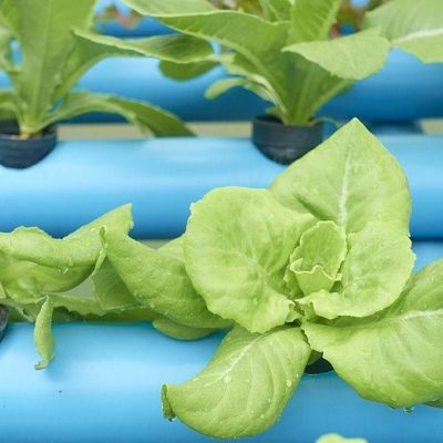 Geschikt voor de teelt van zaadplanten, budgetvriendelijk, met plastic plaat bedekte filmkas