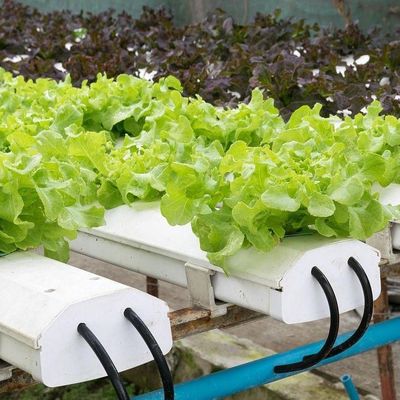Geschikt voor de teelt van zaadplanten, budgetvriendelijk, met plastic plaat bedekte filmkas