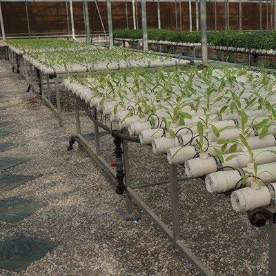 Grondloze technologie en tijdelijke verwarming Groentenverbouwing Kas 2000.000kg