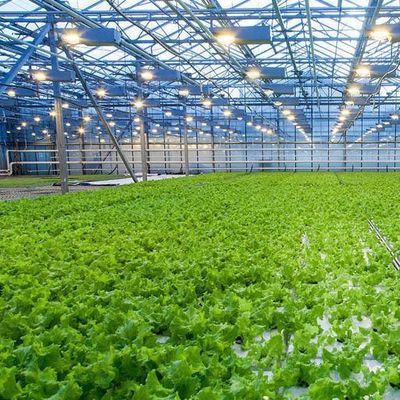 Grondloze technologie en tijdelijke verwarming Groentenverbouwing Kas 2000.000kg