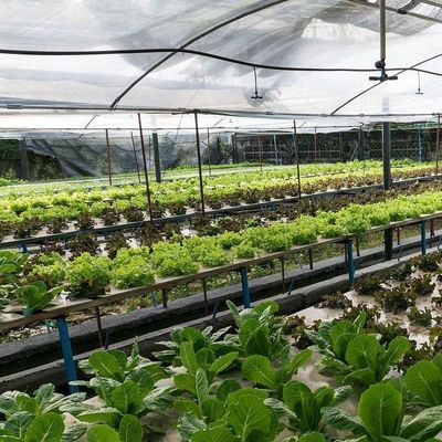 Grondloze technologie en tijdelijke verwarming Groentenverbouwing Kas 2000.000kg