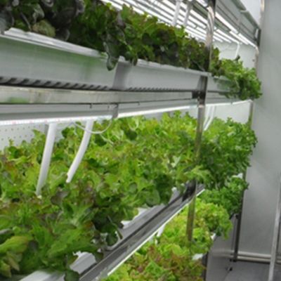 Groentehydroponics-voercontainersystemen op maat voor optimale prestaties