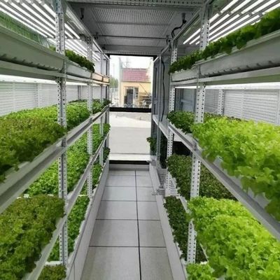 Groentehydroponics-voercontainersystemen op maat voor optimale prestaties