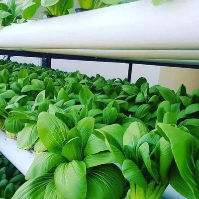 Economische afdeling Plastic kas met hydroponics en tijdelijke verwarming