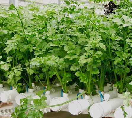 Economische afdeling Plastic kas met hydroponics en tijdelijke verwarming