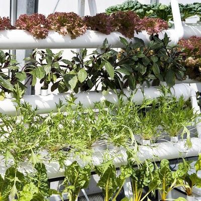 Economische afdeling Plastic kas met hydroponics en tijdelijke verwarming