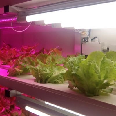 Innenhydroponie: commercieel microgroenkwekingssysteem met JX-container-kas